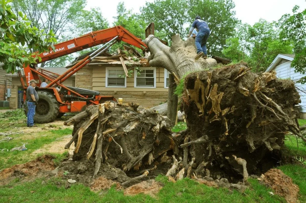 Tree Cutting
