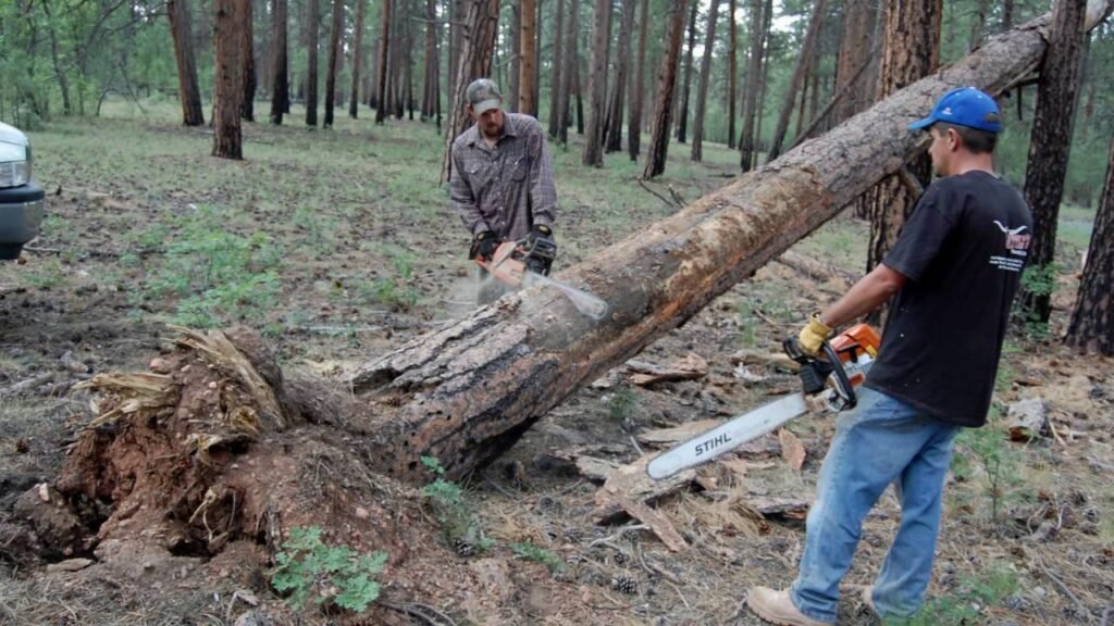 Tree Cutting