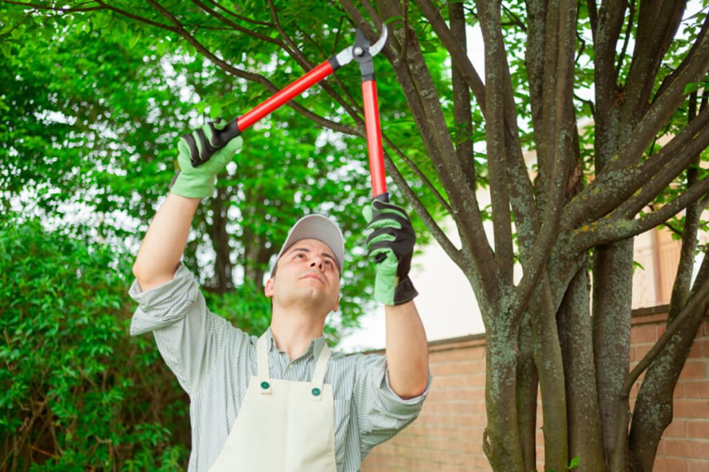 Regular Tree Trimming